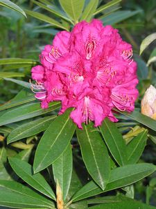 Rhodo Elegans
